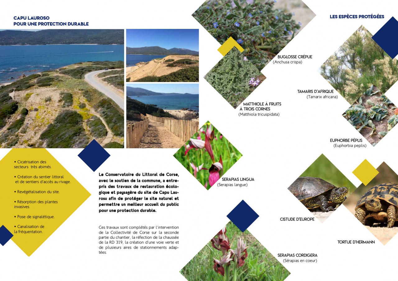 Les espèces protégées sur le site de Capu Lauroso à Propriano